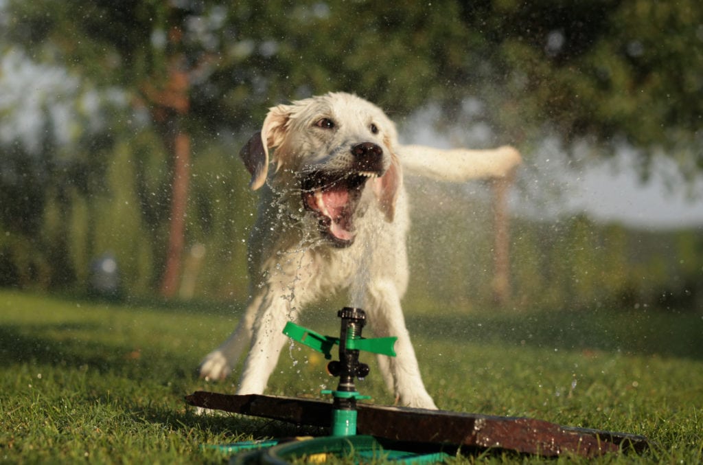 Playing with sprinklers or hoses for long periods of time can cause water intoxication