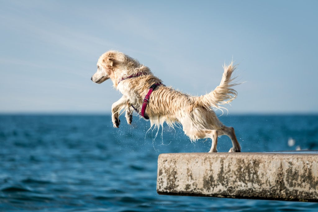 diving from a dock into the ocean can risk water intoxication or even salt poisoning for this golden retriever