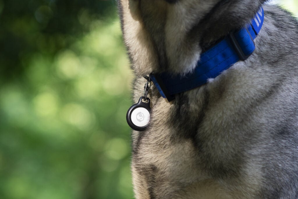 S-biner belkin holder and apple airtag as worn by indie the german shepherd dog on his tactipup collar