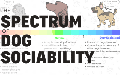 Understanding The Spectrum of Dog Sociability