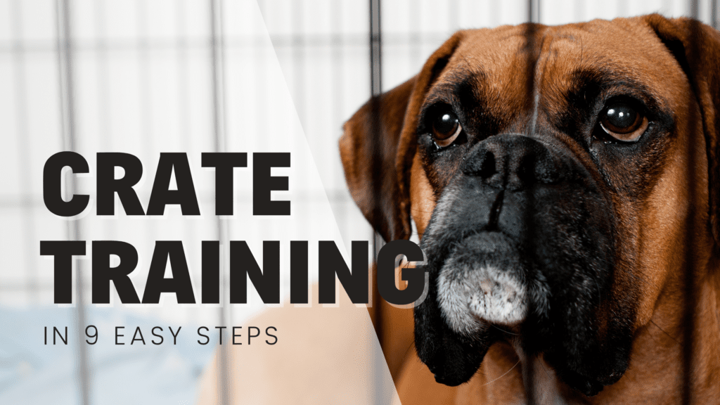 Crate training in 9 easy steps