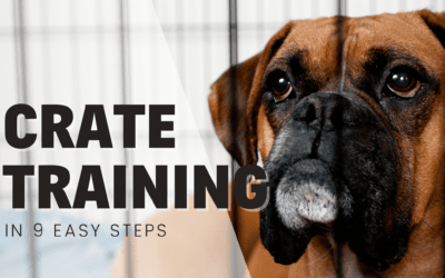 How to Crate Train Your Dog in 9 Easy Steps