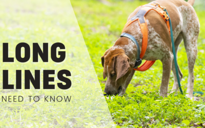 Long Line (Training Leash) For Dogs: What You Need To Know Before You Buy One.