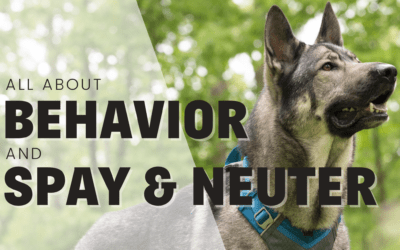 Behavioural Considerations Of Spaying And Neutering Your Dog
