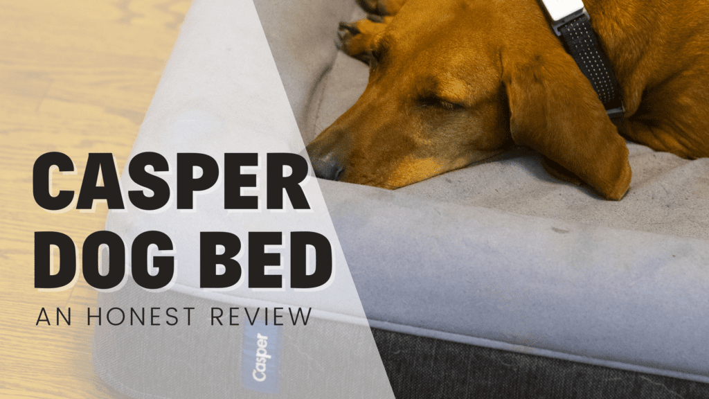Casper dog bed an honest review