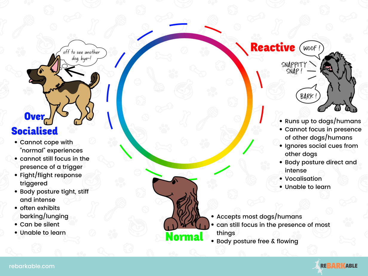 Wheel of sociability for dogs