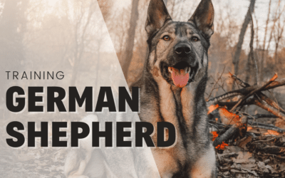 Training A German Shepherd Dog – From A Professional Trainer