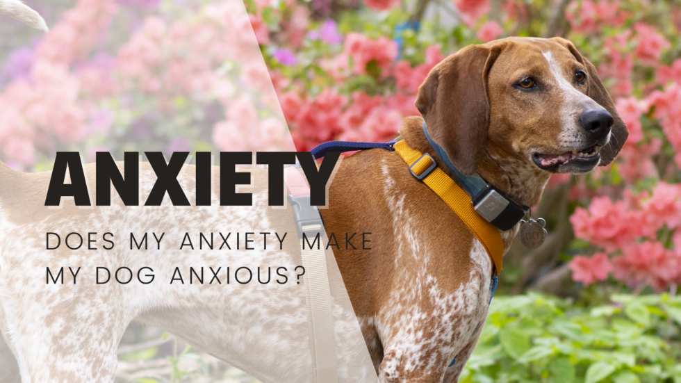 Anxiety, does my anxiety affect my dogs anxiety? Anxious reactive