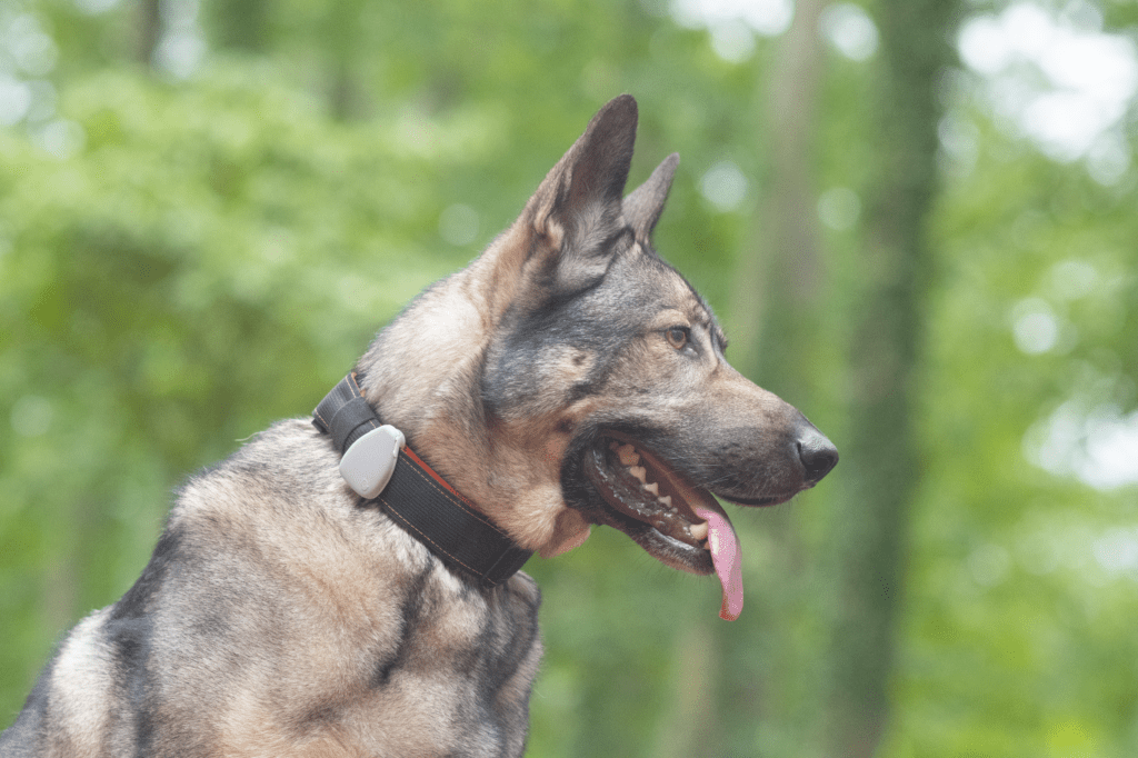 Jiobit dog tracker GPS reviewed honest review dogs