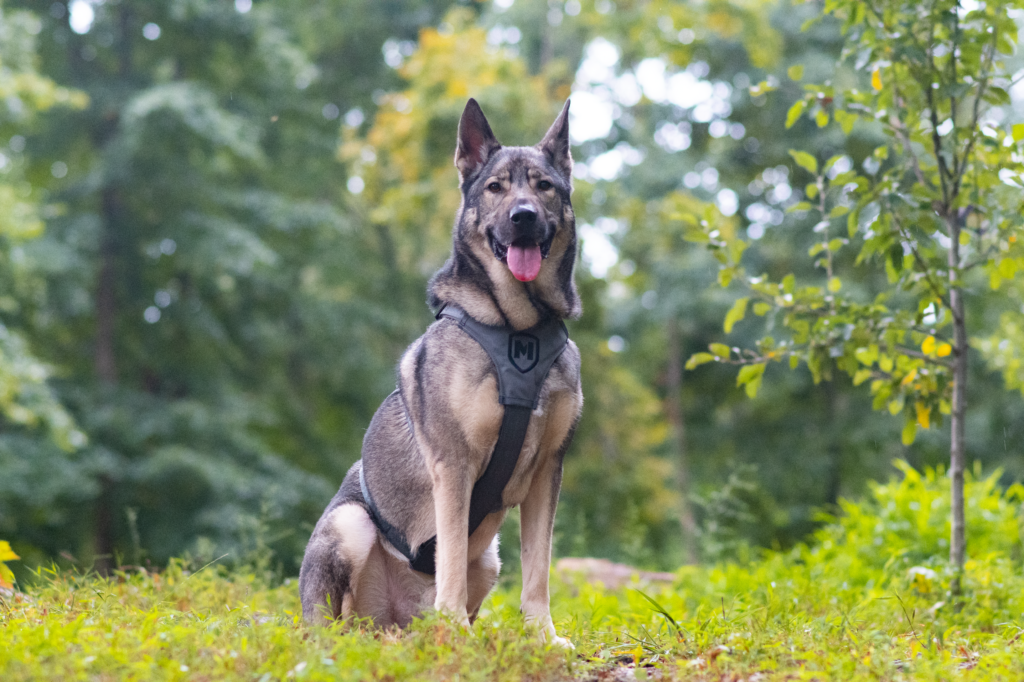 modern Icon tracking harness for dogs tactical harness as seen from the side on Indie the German Shepherd