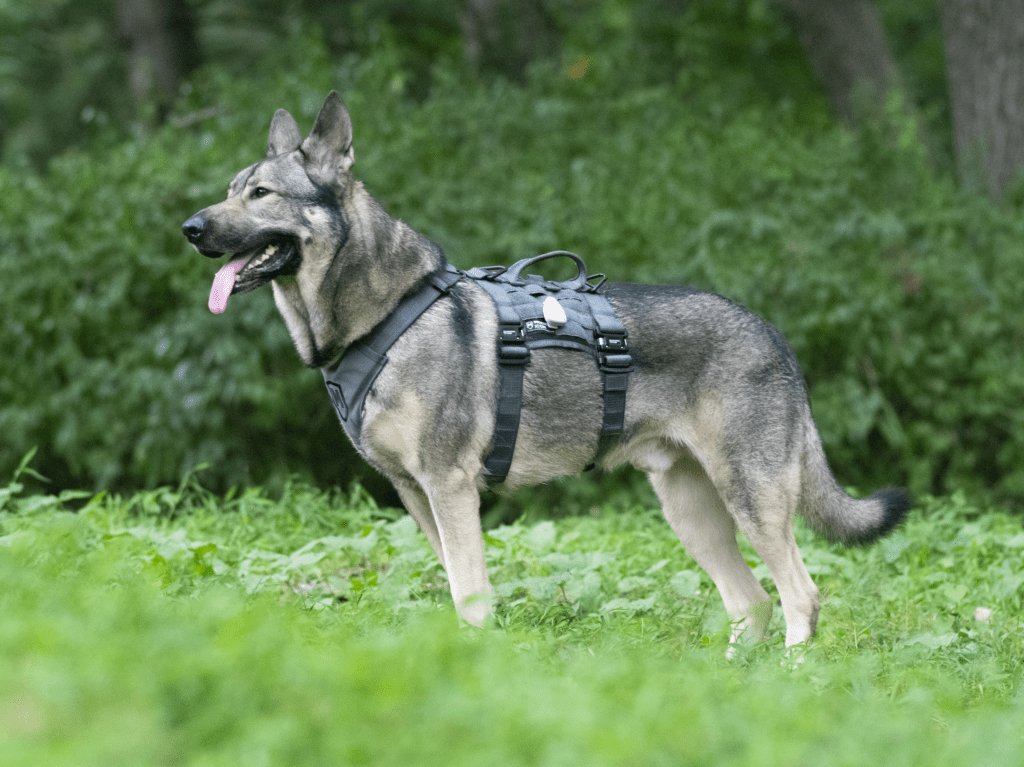 modern Icon tracking harness for dogs tactical harness as seen from the side on Indie the German Shepherd