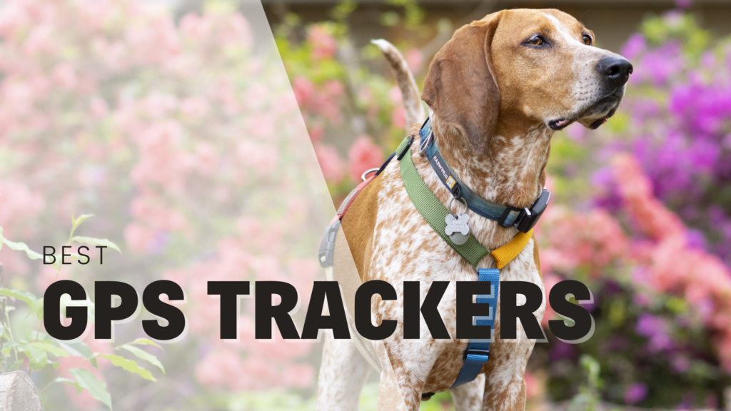 Best GPS trackers for dogs