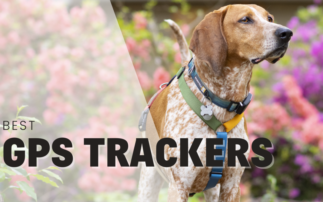 Rebarkable Recommends: GPS Trackers for Dogs
