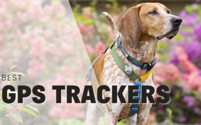 6 Best GPS Trackers For Dogs 2022