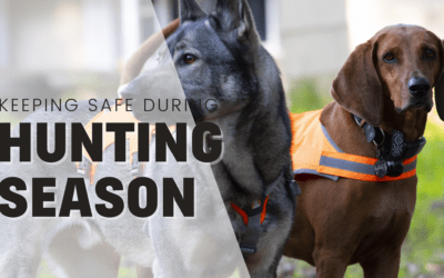 How to Keep Your Dog Safe During Hunting Season