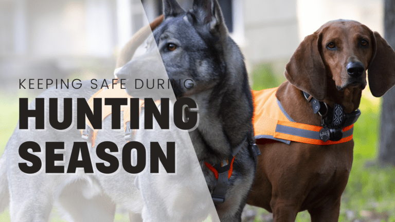 How to Keep Your Dog Safe During Hunting Season