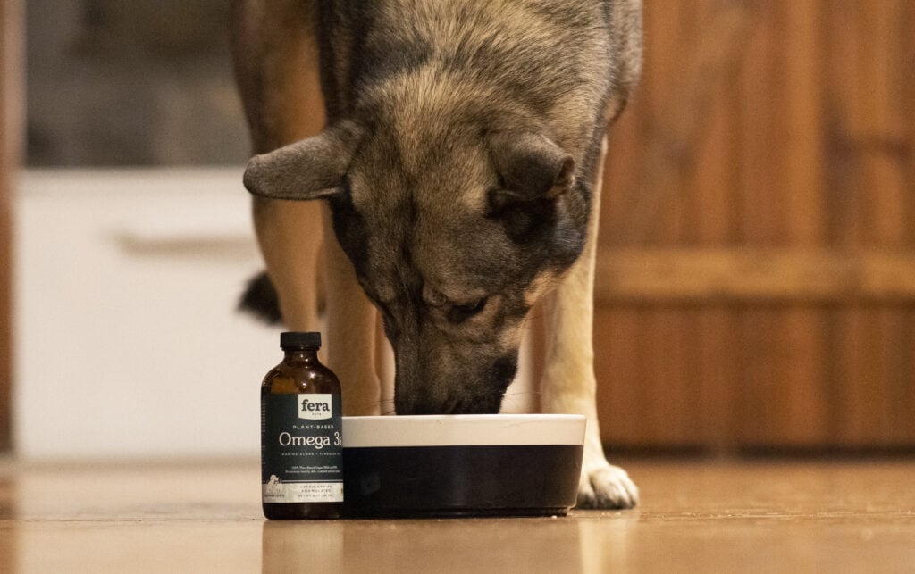 Indie eating dinner with fera pet organic omega-3 oil 