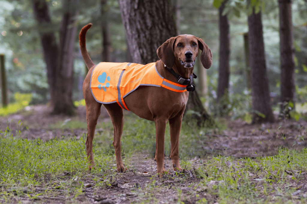 High Visibility coats can help hunters see your dog