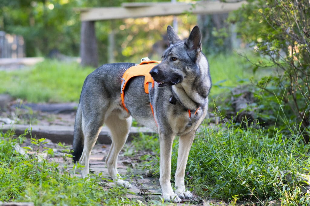 Ruffwear webmaster in hunter orange is a great way to create visibility for hunters during hunting season