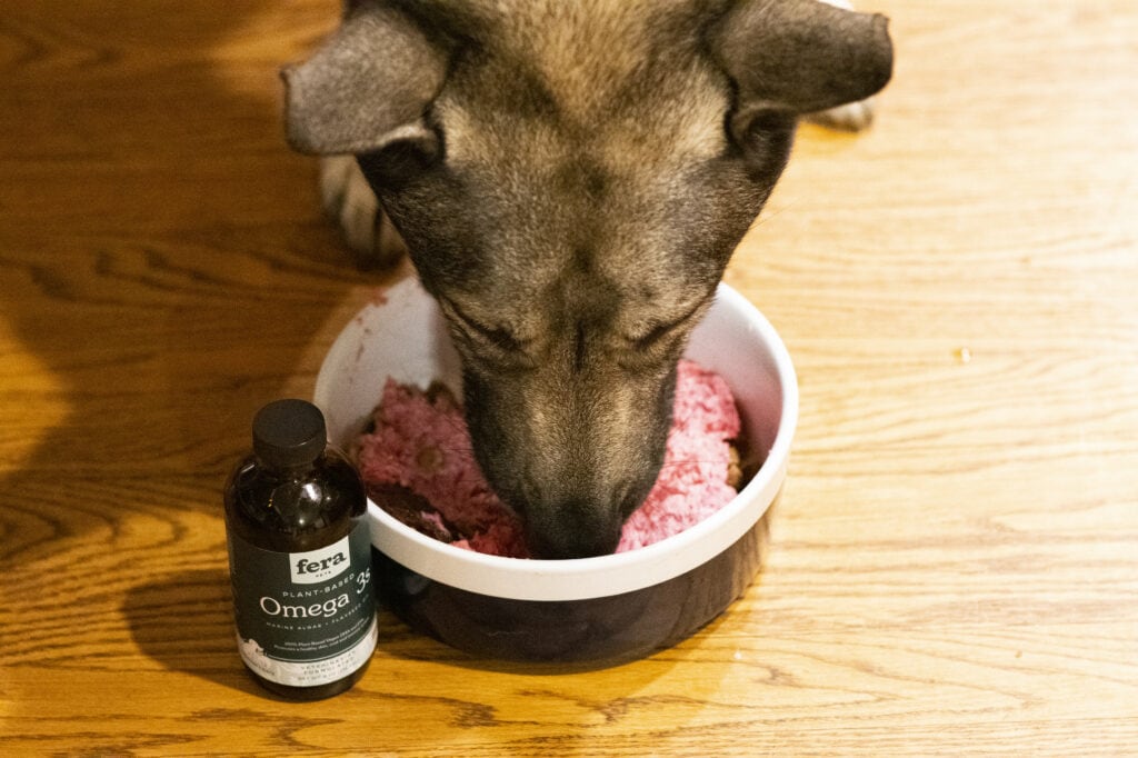 indie german shepherd eating fera pet supplement with raw dinner