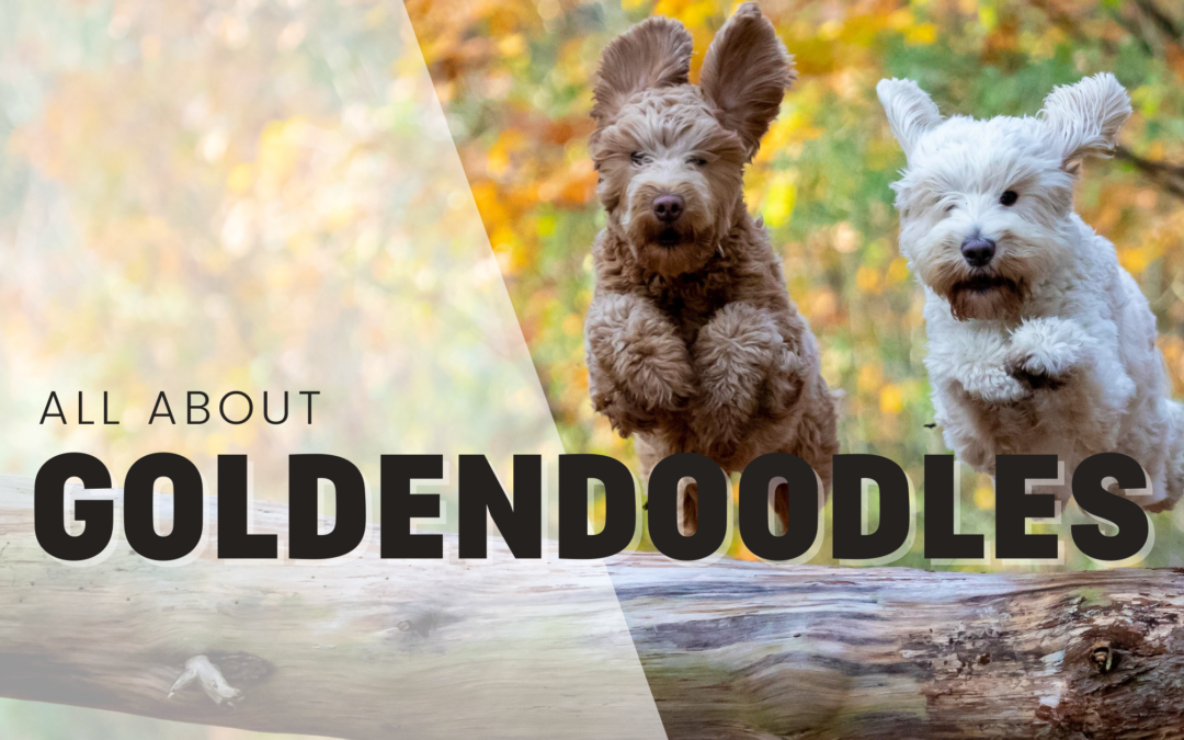 Goldendoodles: Everything you need to know about goldendoodles.