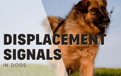 All About Displacement Behaviours In Dogs
