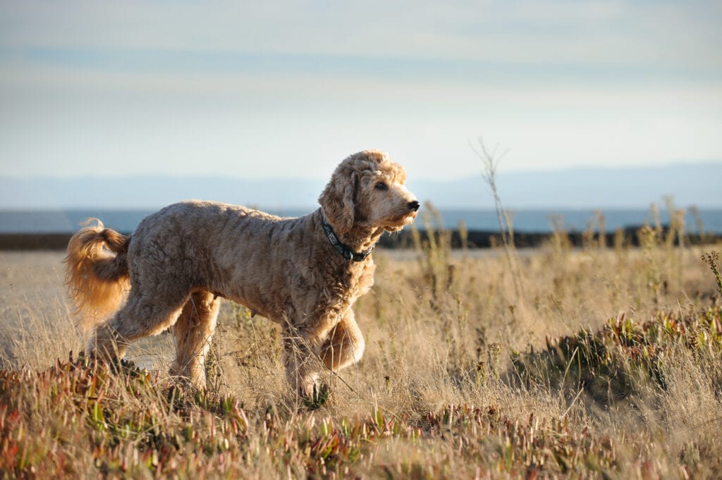Goldendoodle out hunting