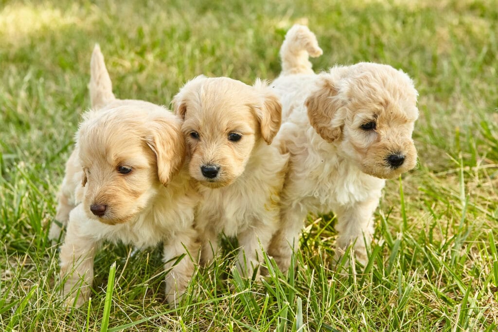 Goldendoodle puppies in the typical golden color