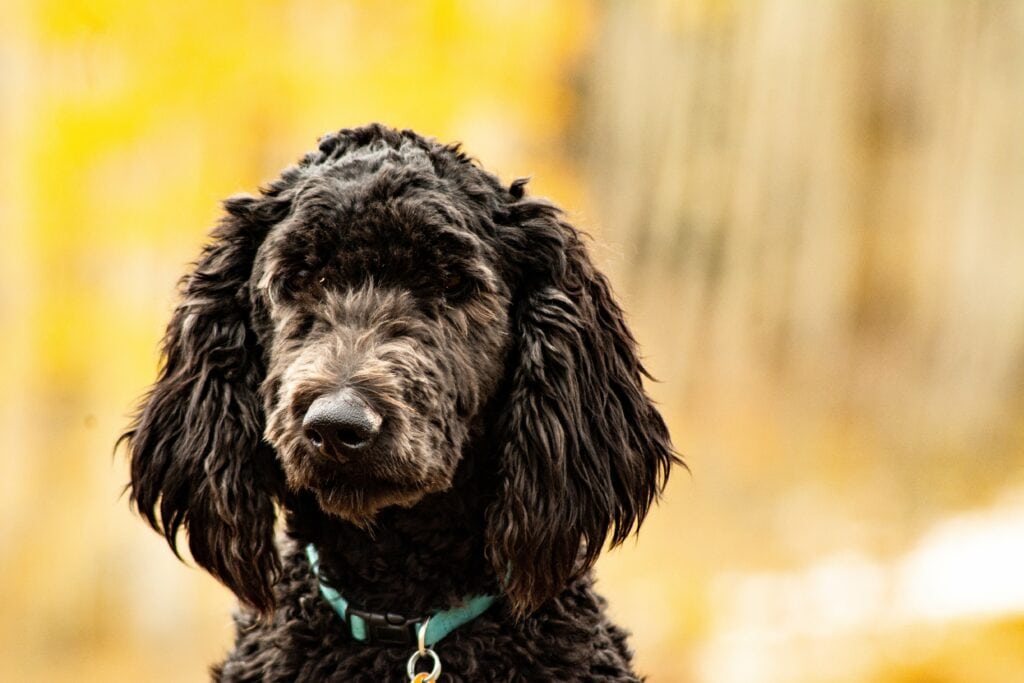 black Goldendoodle they can come in a whole host of colours So be aware your goldendoodle may not be golden TeamJiX