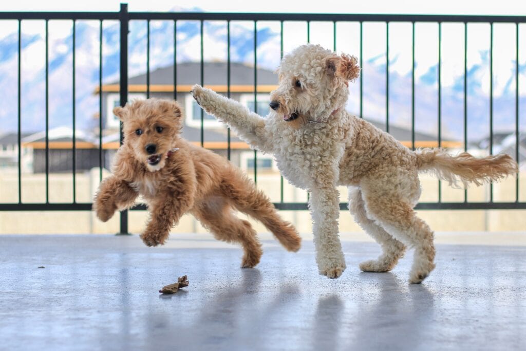 pair of Goldendoodles getting play time TeamJiX