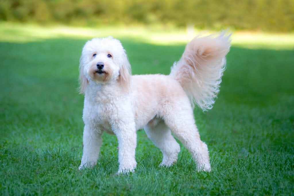 Goldendoodle coat example see the more golden retriever like tail here TeamJiX