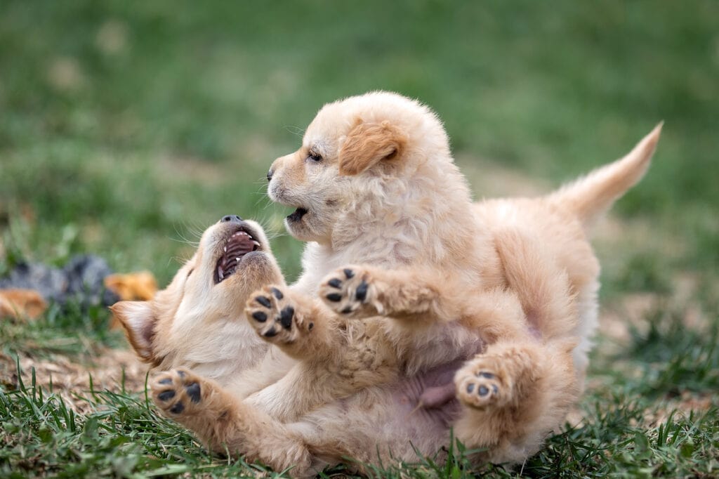 aggressive aggression puppy