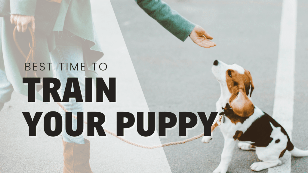 best time to train your puppy