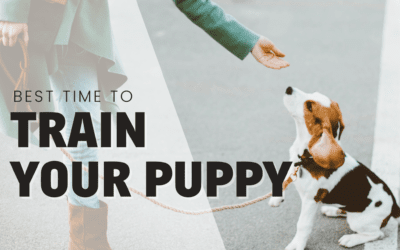 The Best Time to Train Your Puppy 
