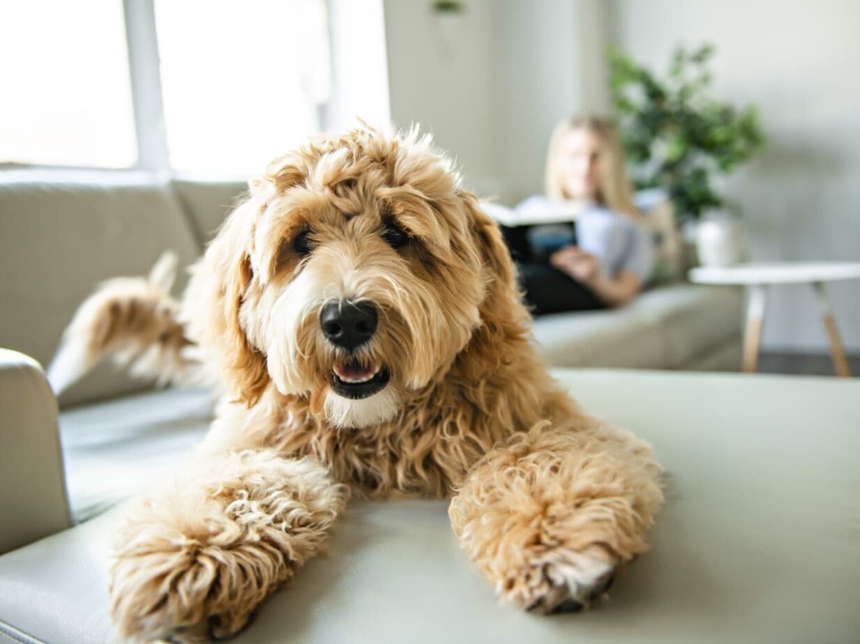 a goldendoodle is poodle and golden retriever to make another cute doodle