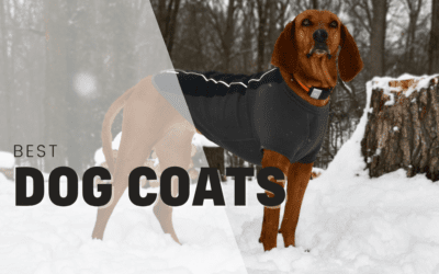 16 Best Dog Coats For Winter 2023 – Tried & Tested