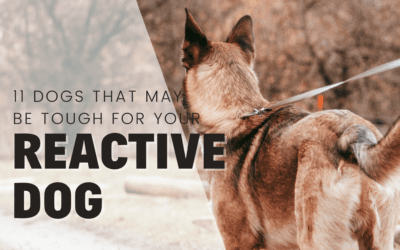 11 Dogs That Your Reactive Dog May Struggle With