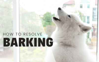 Nuisance Barking? How to Resolve Your Dogs Barking