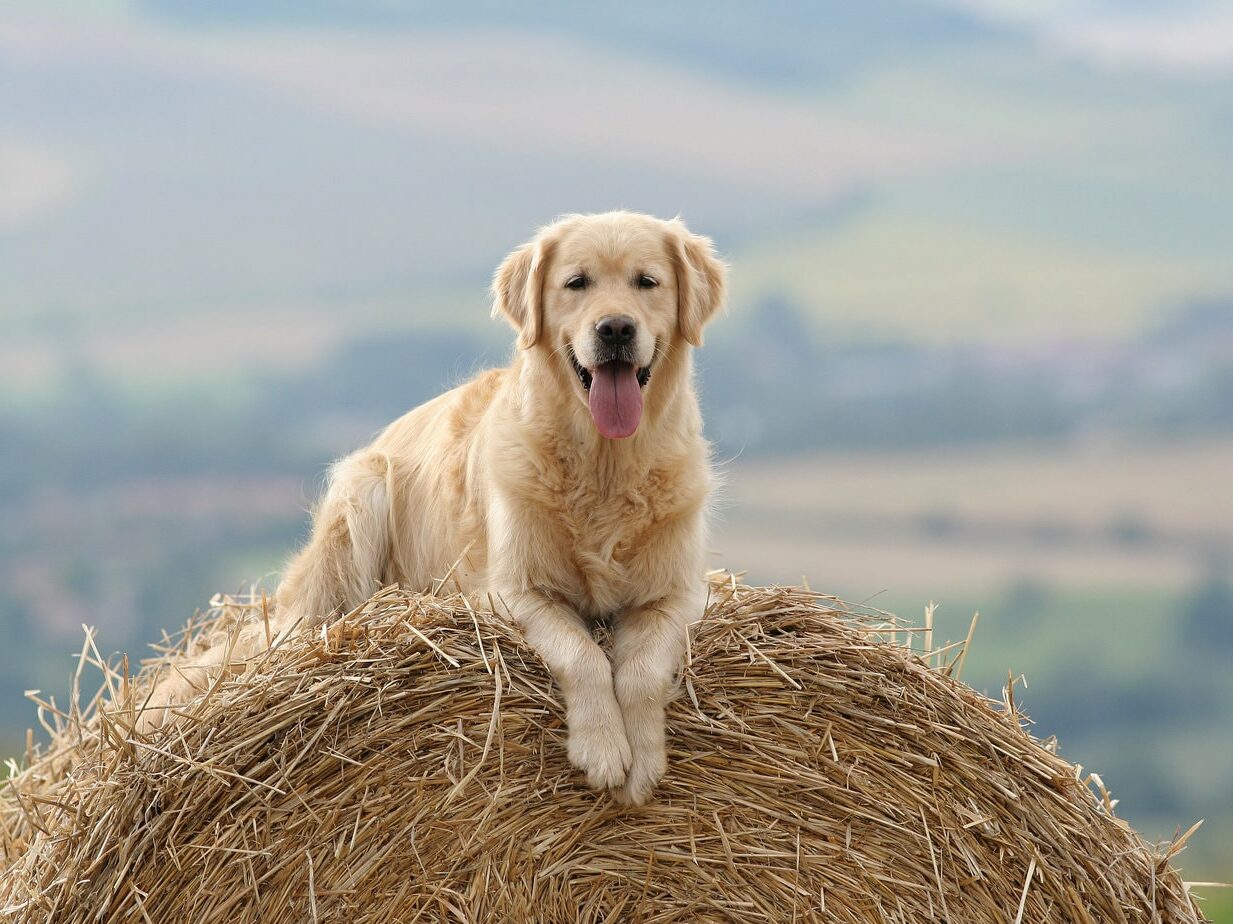 Service dog breed golden retriever