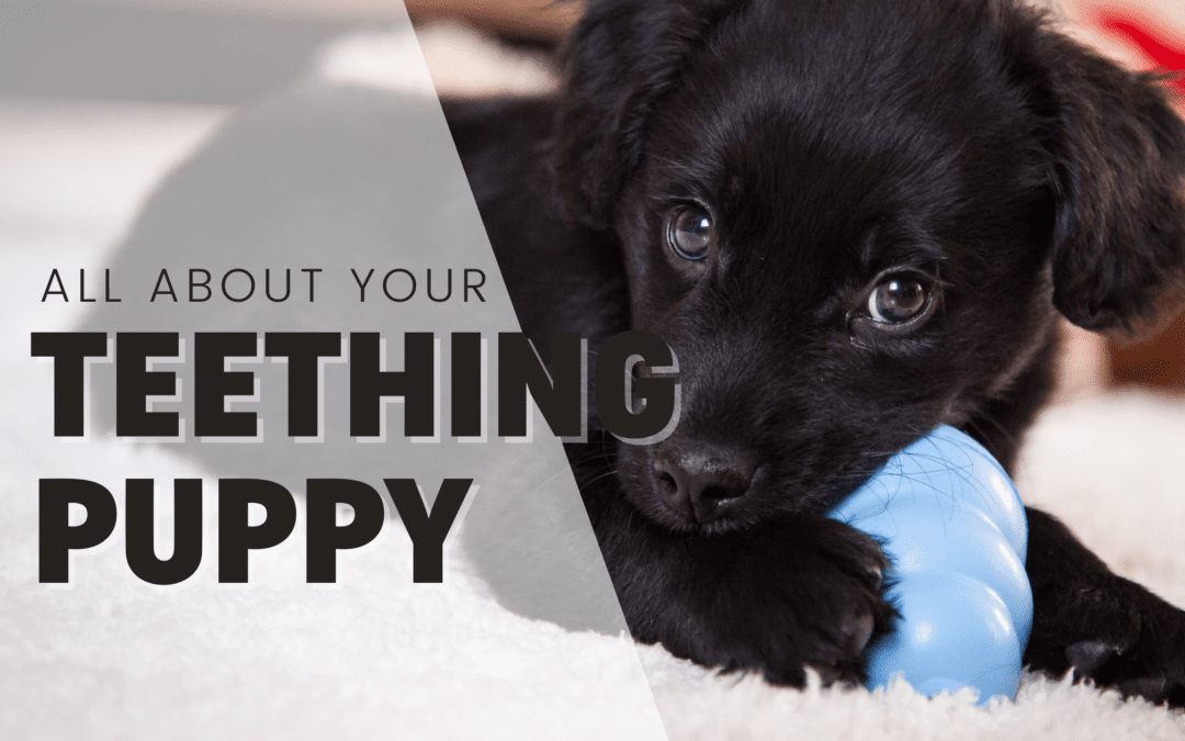 All About Puppy Teething (& 6 Tips To Get You Through It)