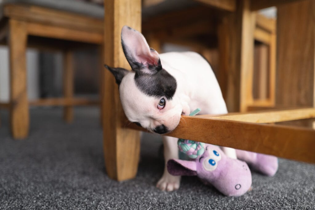 Teething boston Puppy chewing on a chair