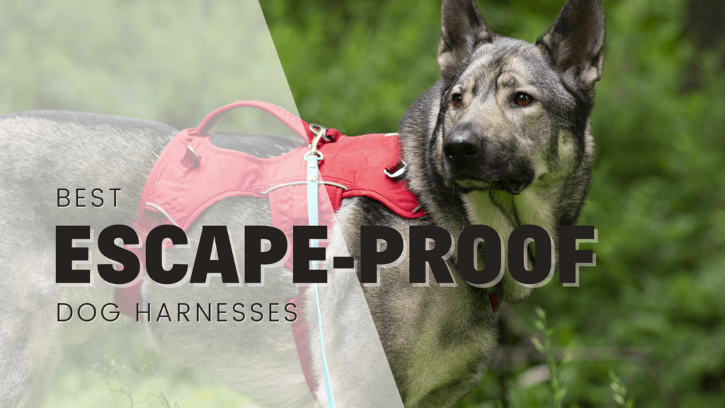 Best escape proof dog harnesses