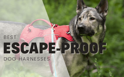 14 Best Escape Proof Dog Harnesses – According To A Pro Trainer