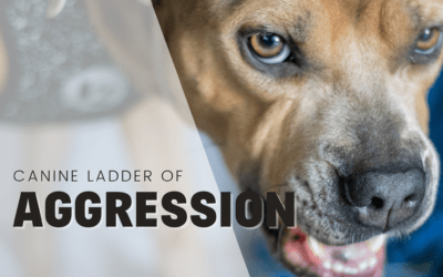 Ladder of Canine Aggression (Or Communication)