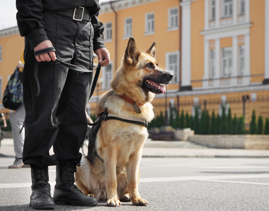 German dog training commands 3
