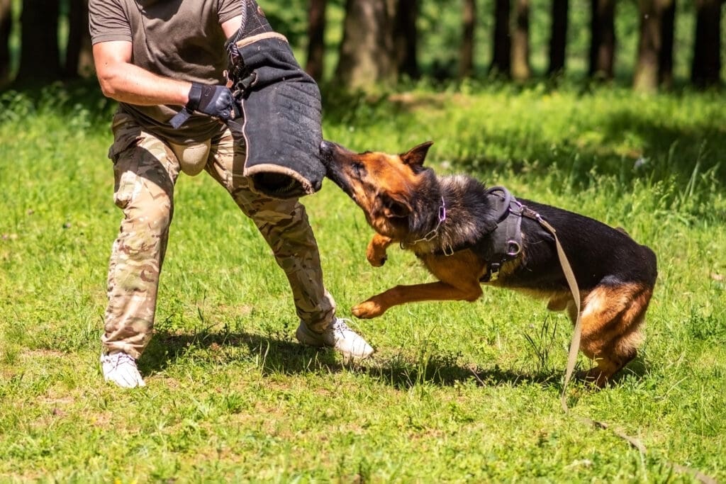German dog training commands 4
