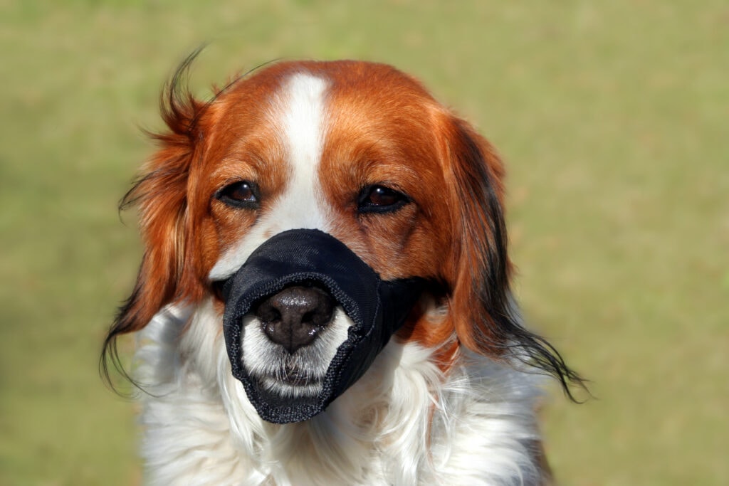 Soft muzzles for dogs should not be used outside of an emergency situation, they're really tough on dogs brown and white dog wearing a soft muzzle groomers muzzle emergency muzzle