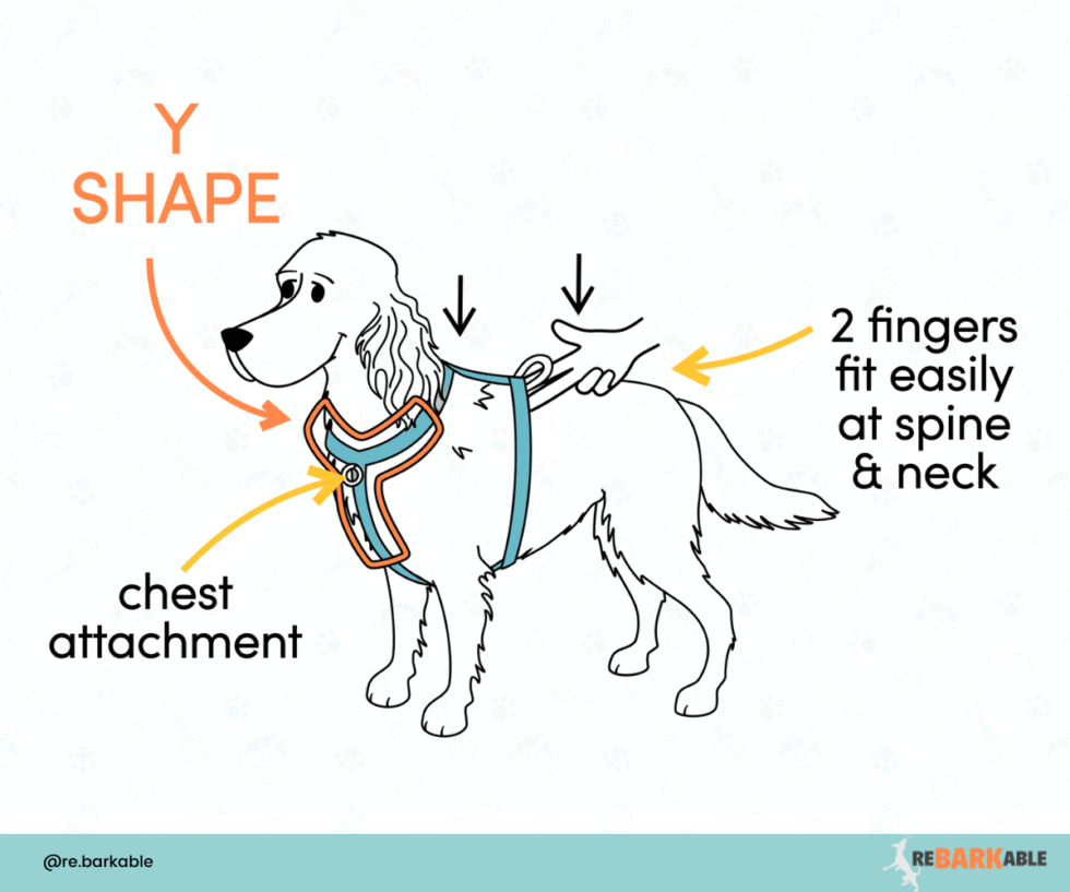 14 Best Escape Proof Dog Harnesses 2024 According To A Pro Trainer