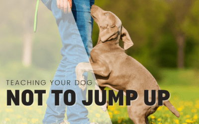 How to Train a Puppy to Stop Jumping Up