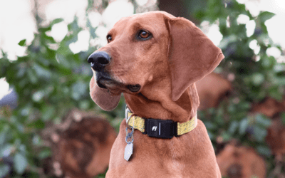Fi Collar Review (2026): 4 Years With Series 2, 3 & 3+